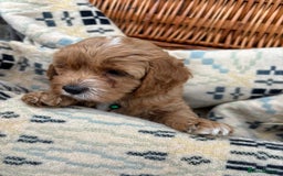Cockapoo dogs for sale: ❤️ Tiny Deep Red Miniature F1b Cockapoo Pup's  - Image 34