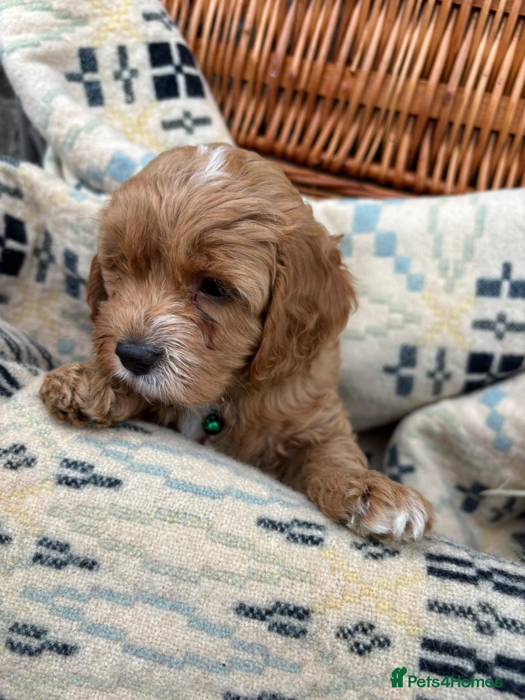 Cockapoo dogs for sale: ❤️ Tiny Deep Red Miniature F1b Cockapoo Pup's  - Image 34