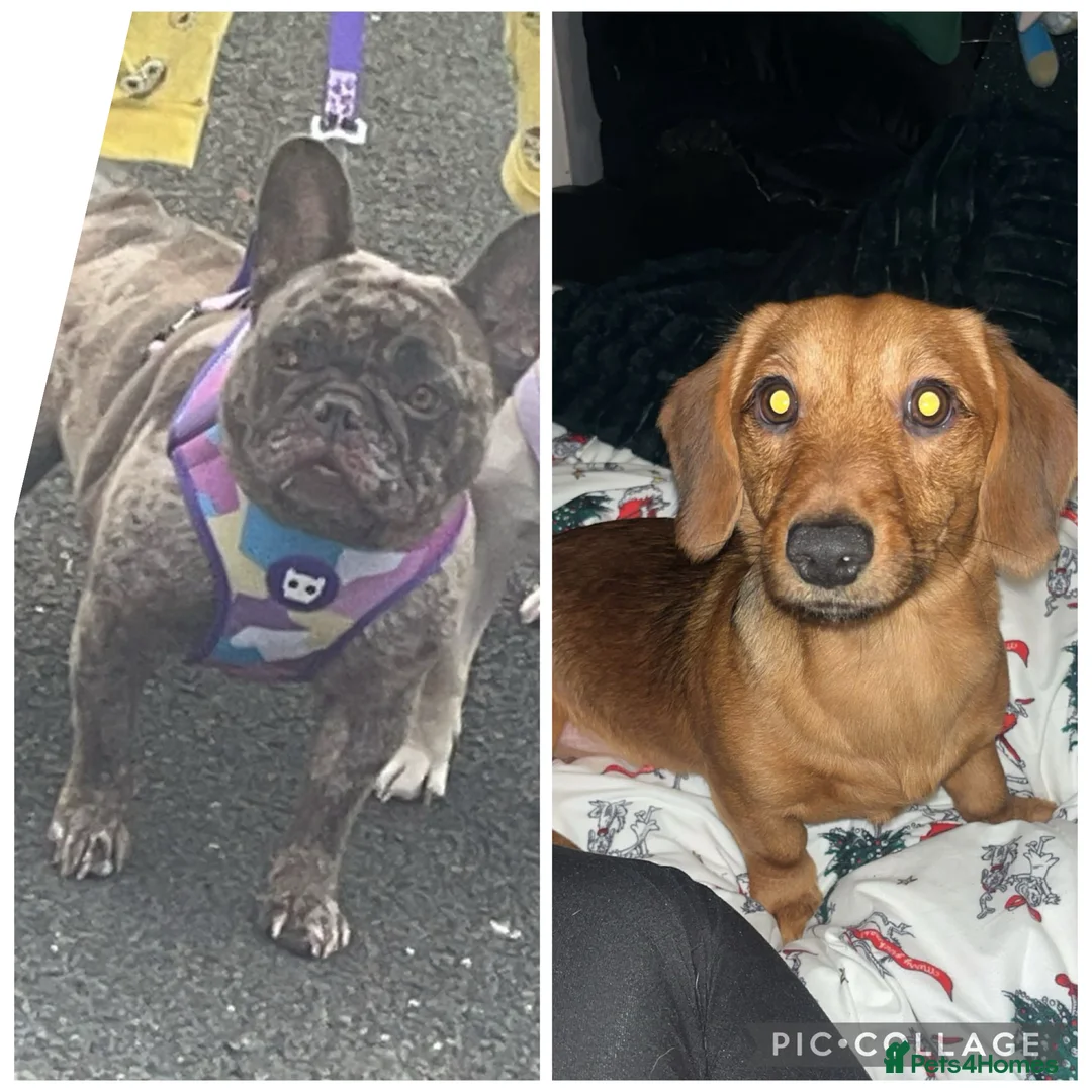 Mixed Breed dogs for sale: French sausage  in Plymouth - Advert 1