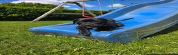 Mixed Breed dogs for sale: Luna Little Legs 6 months  - Advert 8
