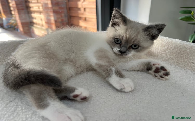 Ragdoll cats - Advert 15