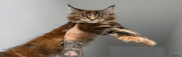 Maine Coon cats for sale: Champion line kittens 🥰 Ready to go☺️ - Advert 7