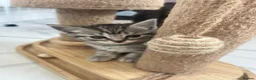 British Shorthair cats for sale: British shorthair cross kittens. Silver striped in Sutton-in-Ashfield - Advert 19
