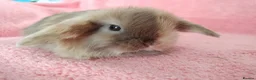Mini Lop rabbits for sale: Baby mini lops for sale  - Advert 4