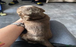 Miniature Dachshund dogs for sale: Chocolate Tan/dapple Miniature Dachsund - Image 37