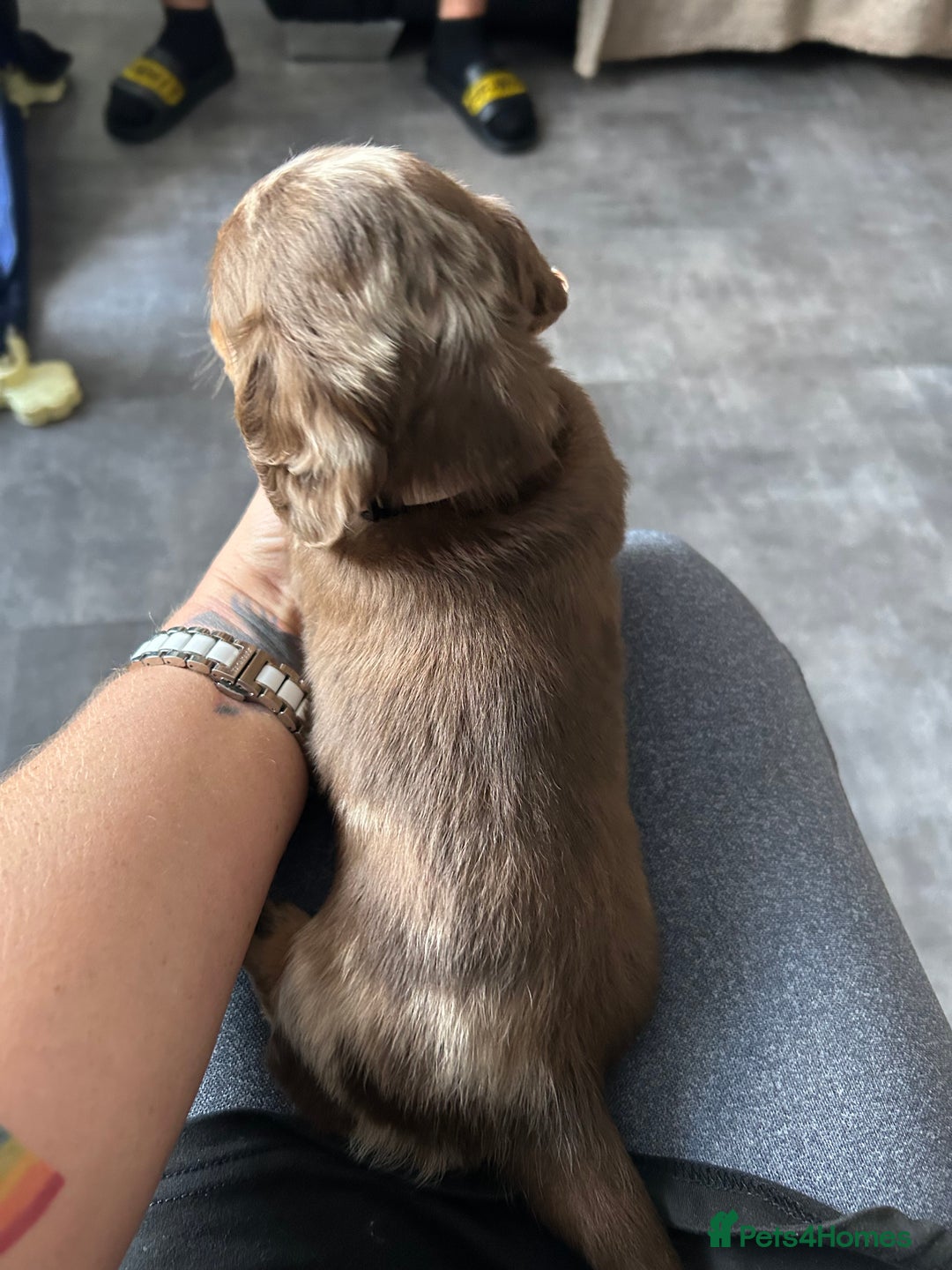 Miniature Dachshund dogs for sale: Chocolate Tan/dapple Miniature Dachsund - Image 37