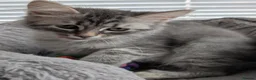 Siberian cats for sale: Siberian kitten  - Advert 4