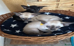 Siamese cats for sale: SIAMESE and ORIENTAL KITTENS - Advert 17