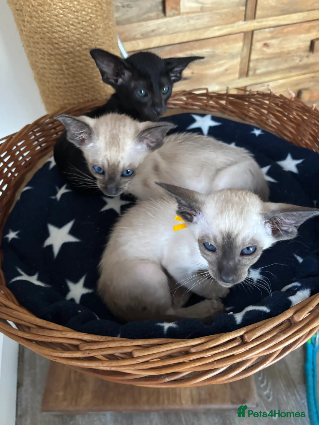 Siamese cats for sale: SIAMESE and ORIENTAL KITTENS - Advert 17