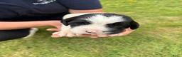 English Springer Spaniel dogs for sale: Spinger spaniels looking for a forever home - Advert 7
