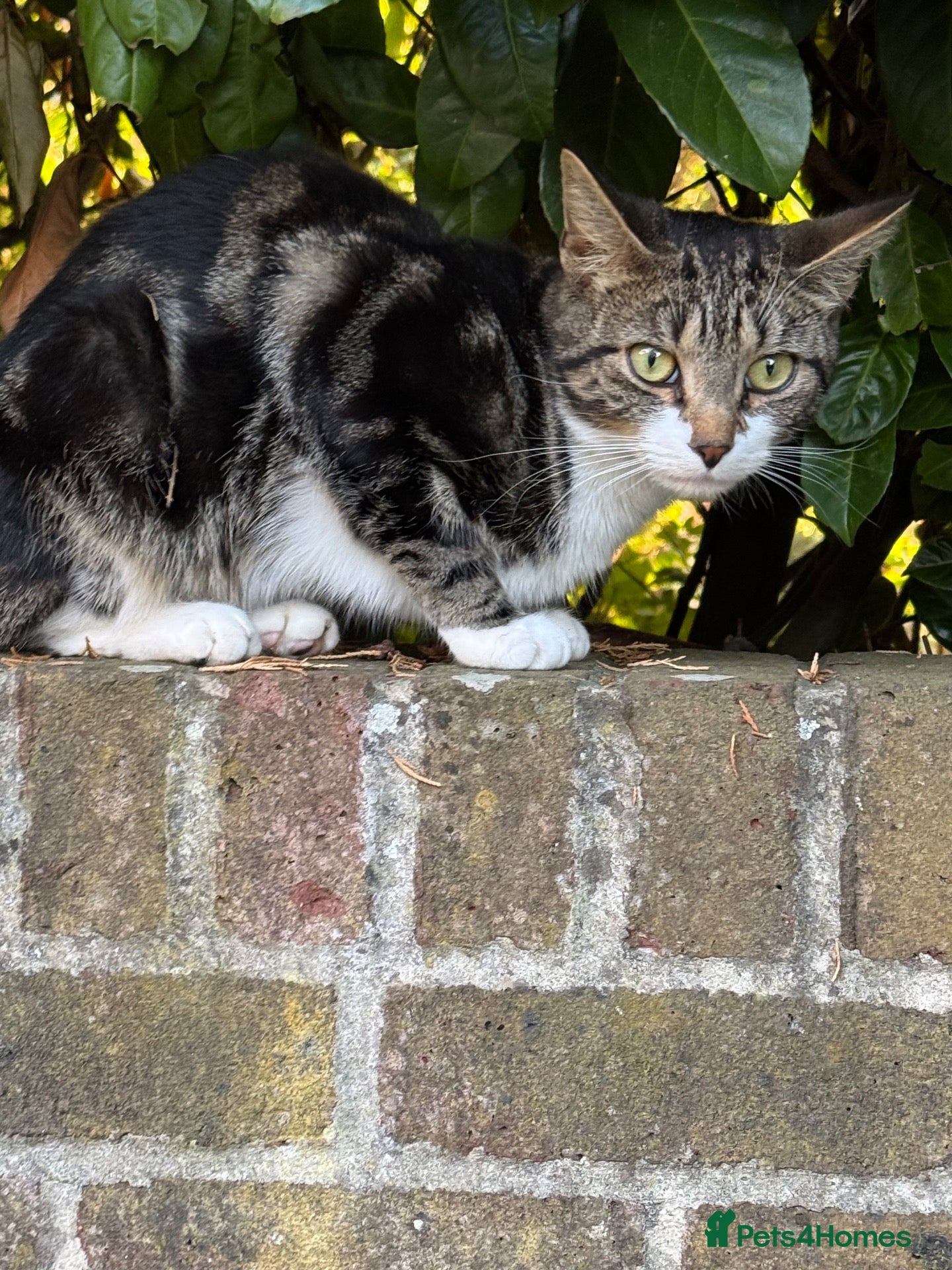Mixed Breed cats Friendly, inquisitive male  - Advert 1