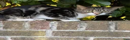 Mixed Breed cats for sale: Friendly, inquisitive male  in Waterlooville - Advert 1