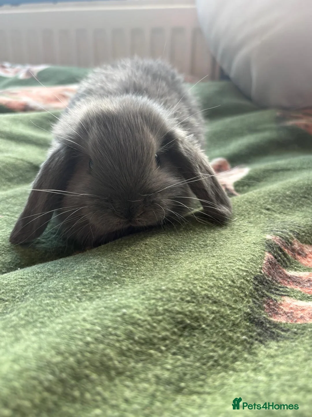 Mini Lop rabbits for sale: 2 beautiful mini lop boys for sale  - Advert 1