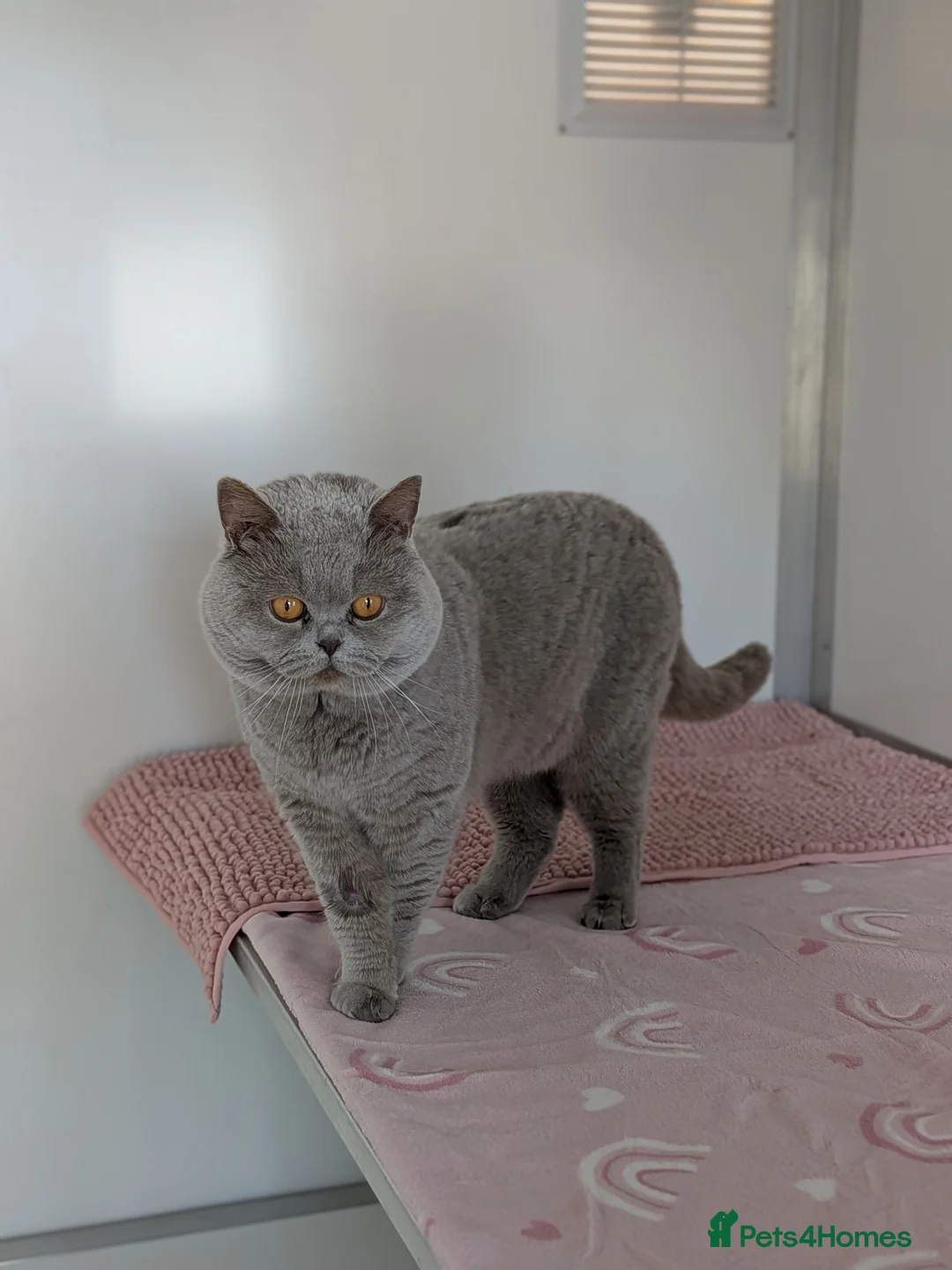 British Shorthair cats for stud: Champion BSH Stud - Chocolate carrier - Advert 1