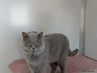 British Shorthair cats Champion BSH Stud - Chocolate carrier - Advert 10