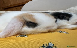Dwarf Lop rabbits for sale: Stunning friendly dwarf lops  - Image 4