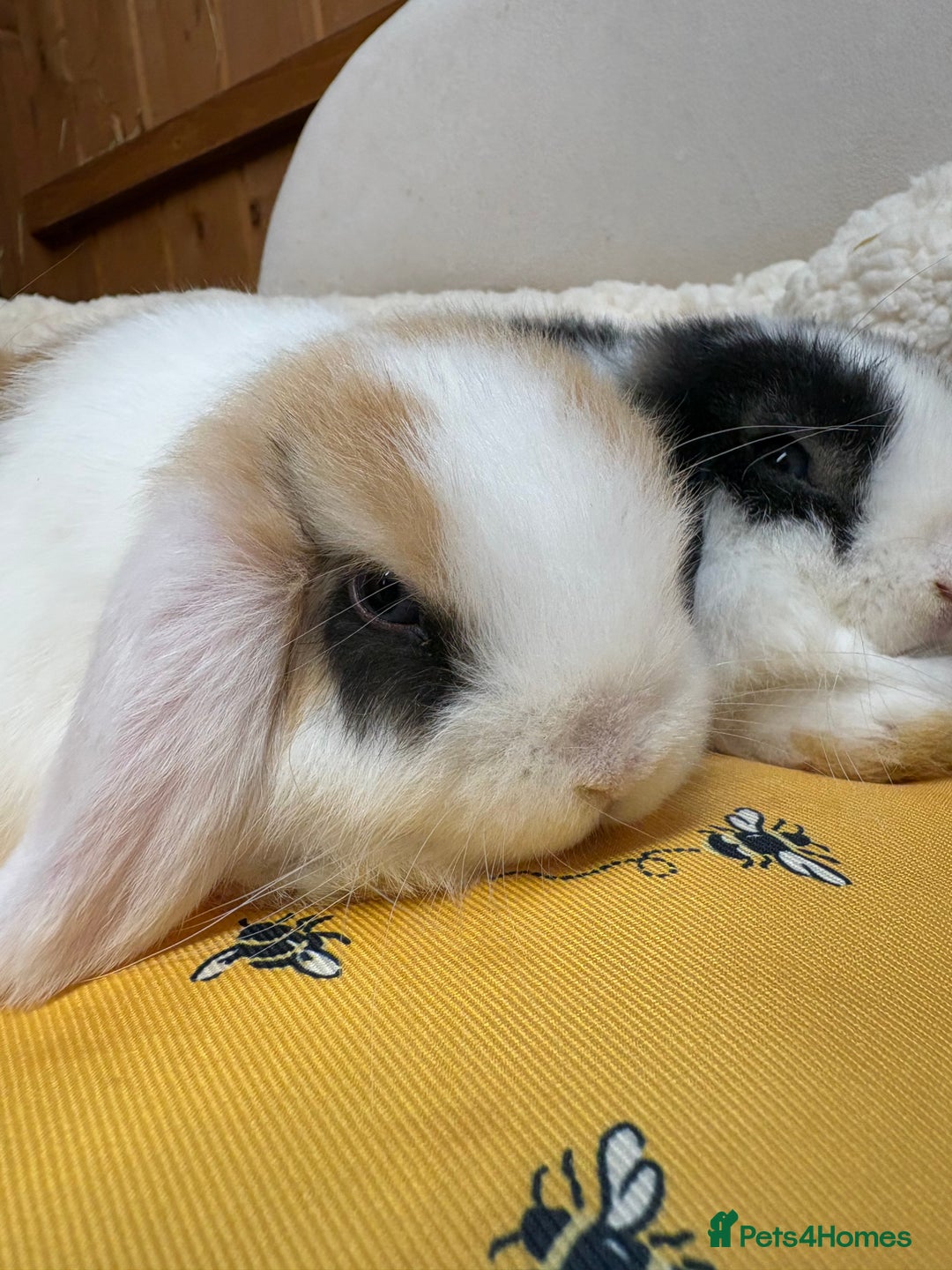 Dwarf Lop rabbits for sale: Stunning friendly dwarf lops  - Image 4