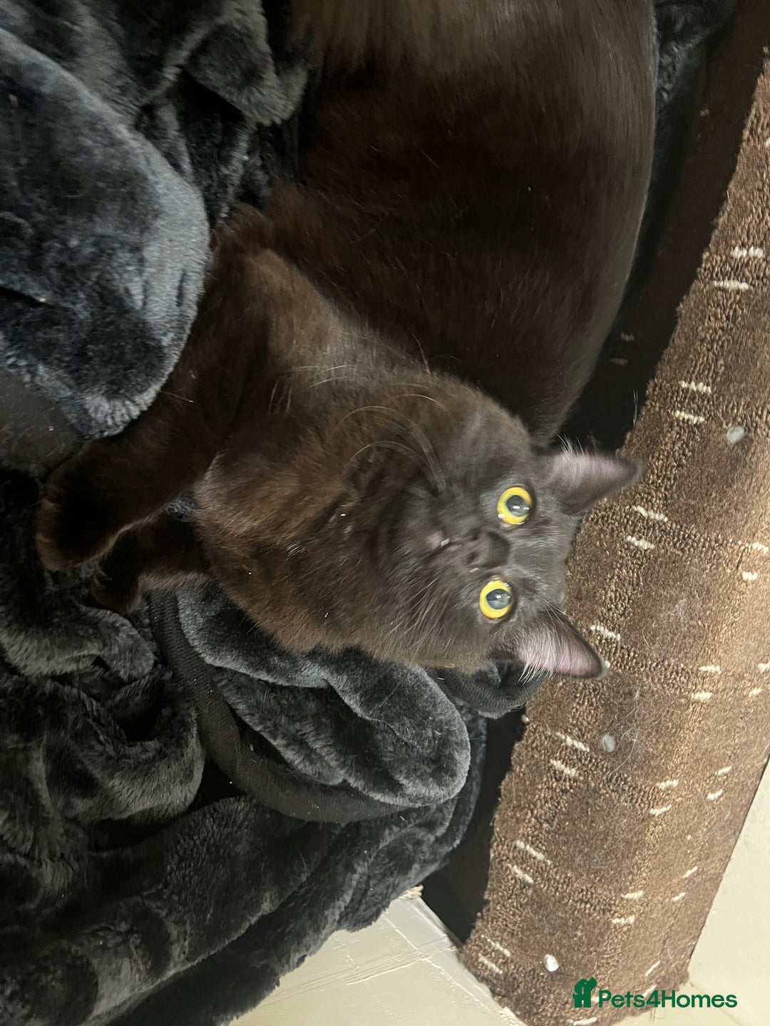 Bombay cats for sale: Only 1 beautiful kitten left 🌹☺️ - Image 2