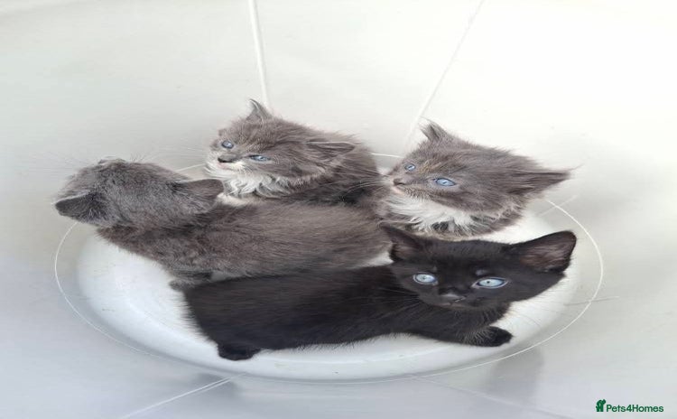 Mixed Breed cats - Advert 2