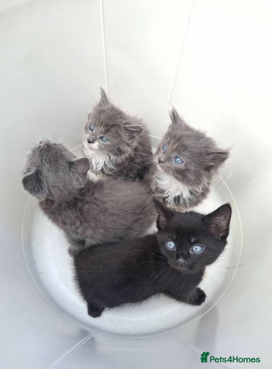 Mixed Breed cats for sale: La Perm X Kittens. - Image 1