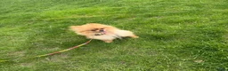 Pomeranian dogs for sale: Female Pomeranian  - Advert 4