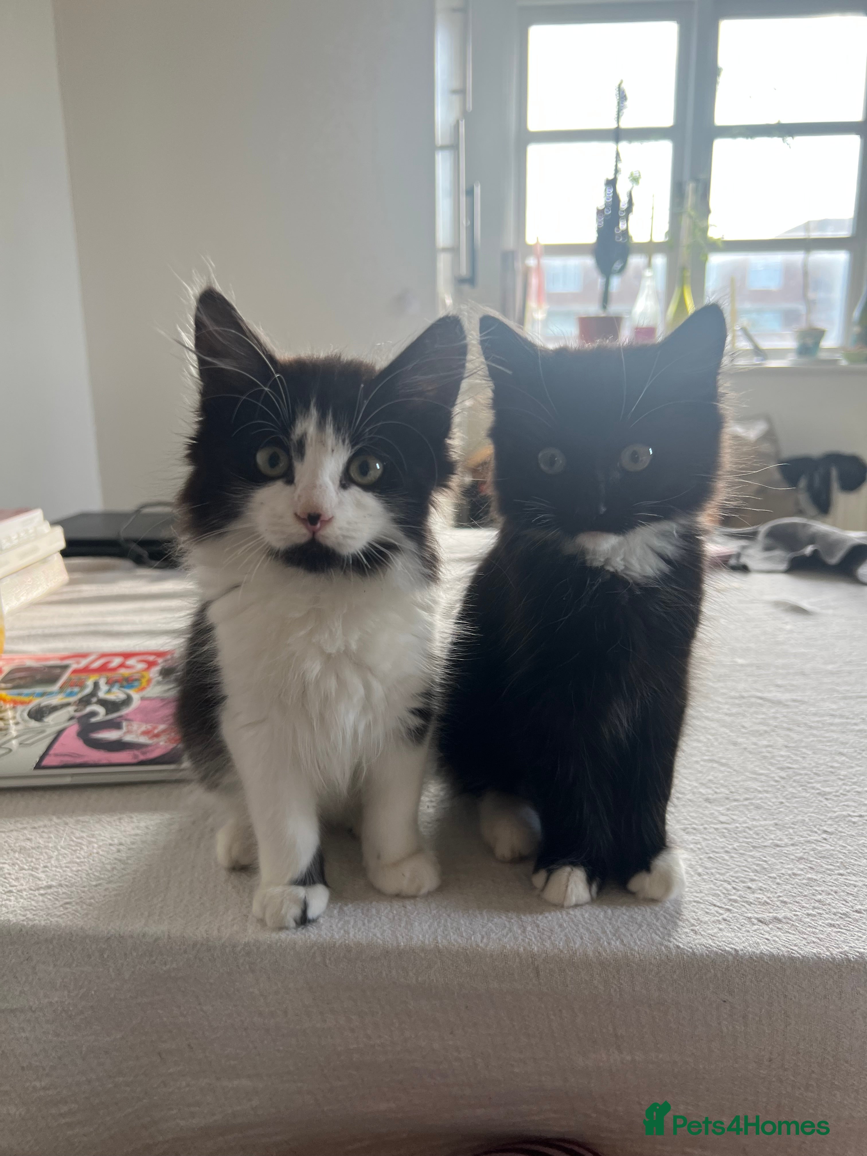 Mixed Breed cats Sweetest Bonded 6 month kittens (brother & Sister) - Advert 2