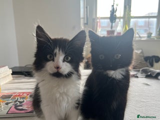 Mixed Breed cats Sweetest Bonded 6 month kittens (brother & Sister) - Advert 1