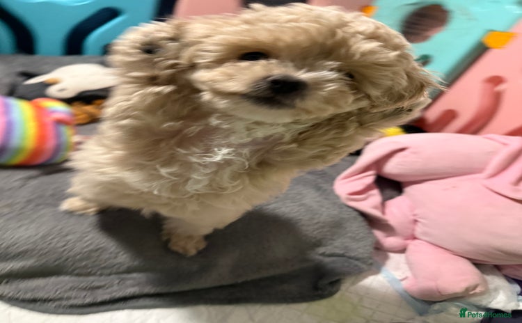 Maltipoo dogs ONLY One boy and one girl available‼️F1B Maltipoos - Advert 1
