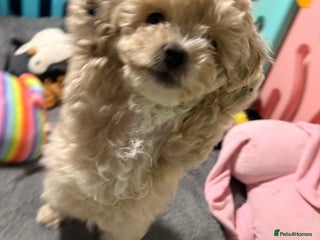 Maltipoo dogs ONLY One boy and one girl available‼️F1B Maltipoos - Advert 11