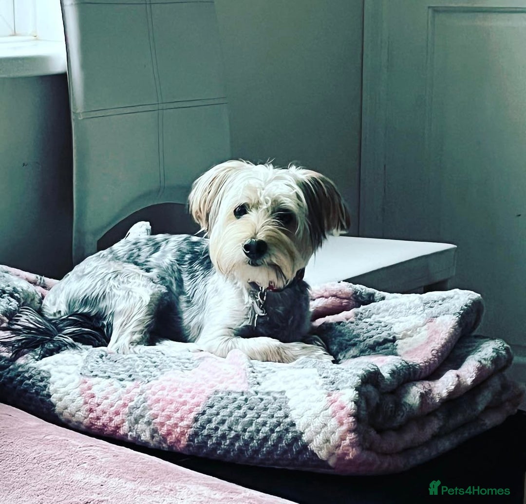 Yorkshire Terrier dogs for sale: 6 Yorkshire terriers for sale  - Image 8