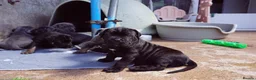 Cane Corso dogs for sale: Quality cane corso puppies - limited available  - Advert 24