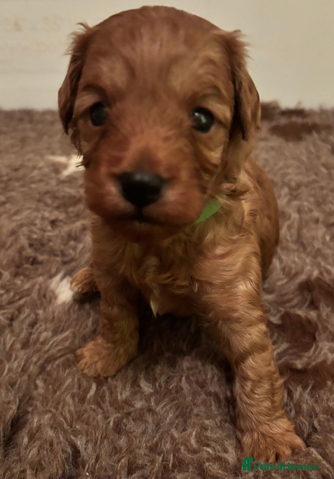 Cavapoo dogs for sale: Extensively health tested F1b Red Cavapoo’s - Advert 4