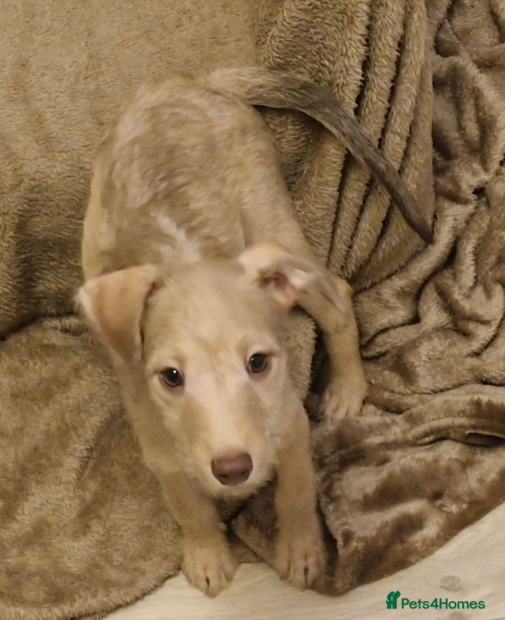 Mixed Breed dogs 3 Bubbly Brown Boy Igglingtons Available - Advert 2