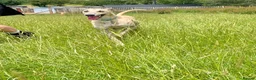 Lurcher dogs for adoption: Lenny - Lurcher for Adoption in Wells - Advert 3