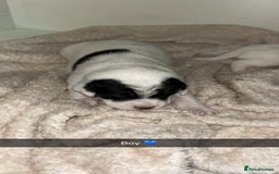 Mixed Breed dogs for sale: Beautiful cocker jack puppies  - Image 5