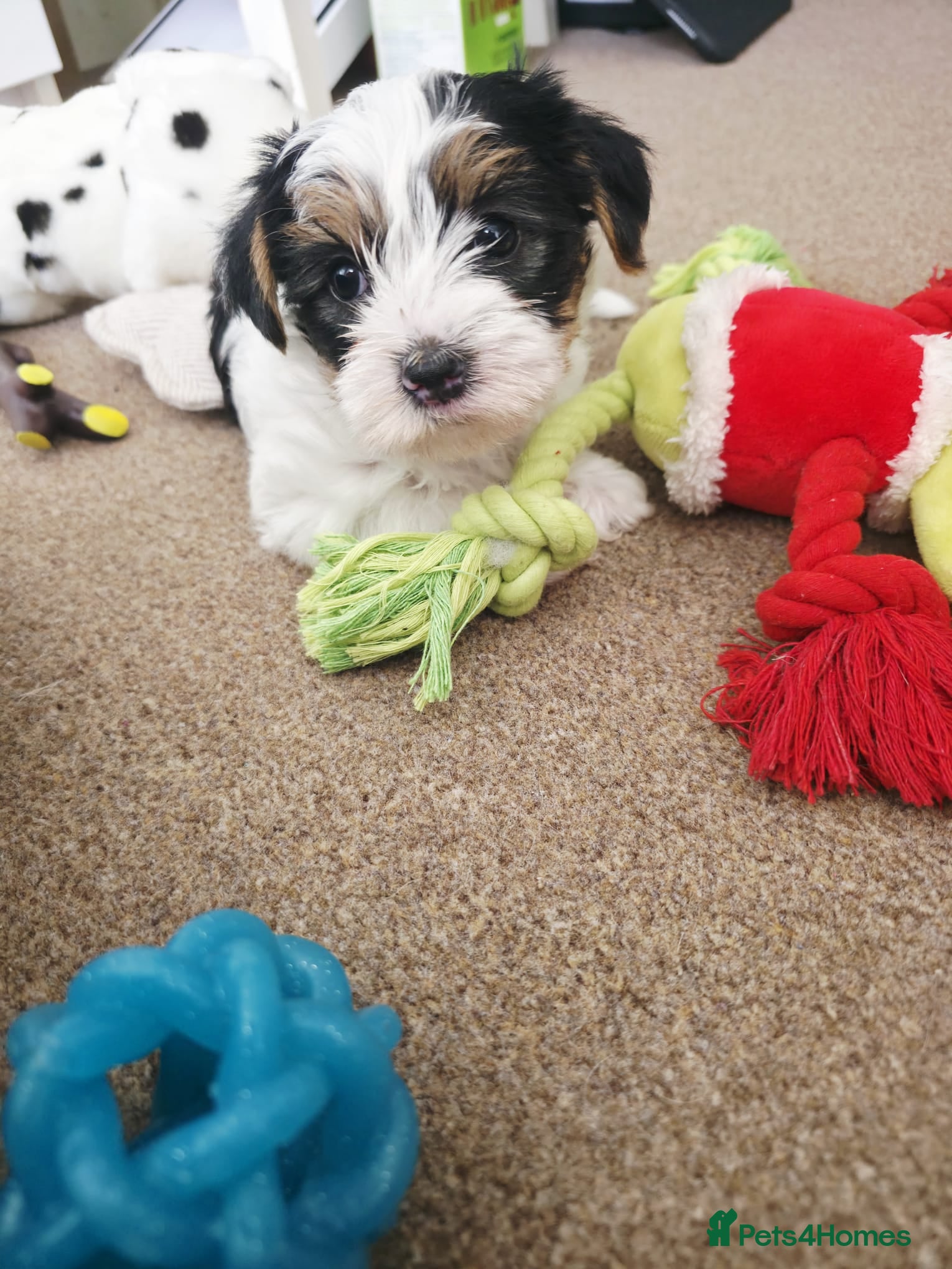 Biewer Terrier dogs  Biewer Terrier Puppies – Two Gorgeous Boys - Advert 1