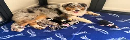 Australian Shepherd dogs for sale: AUSTRALIAN SHEPHERD - Last boy left! - Advert 9