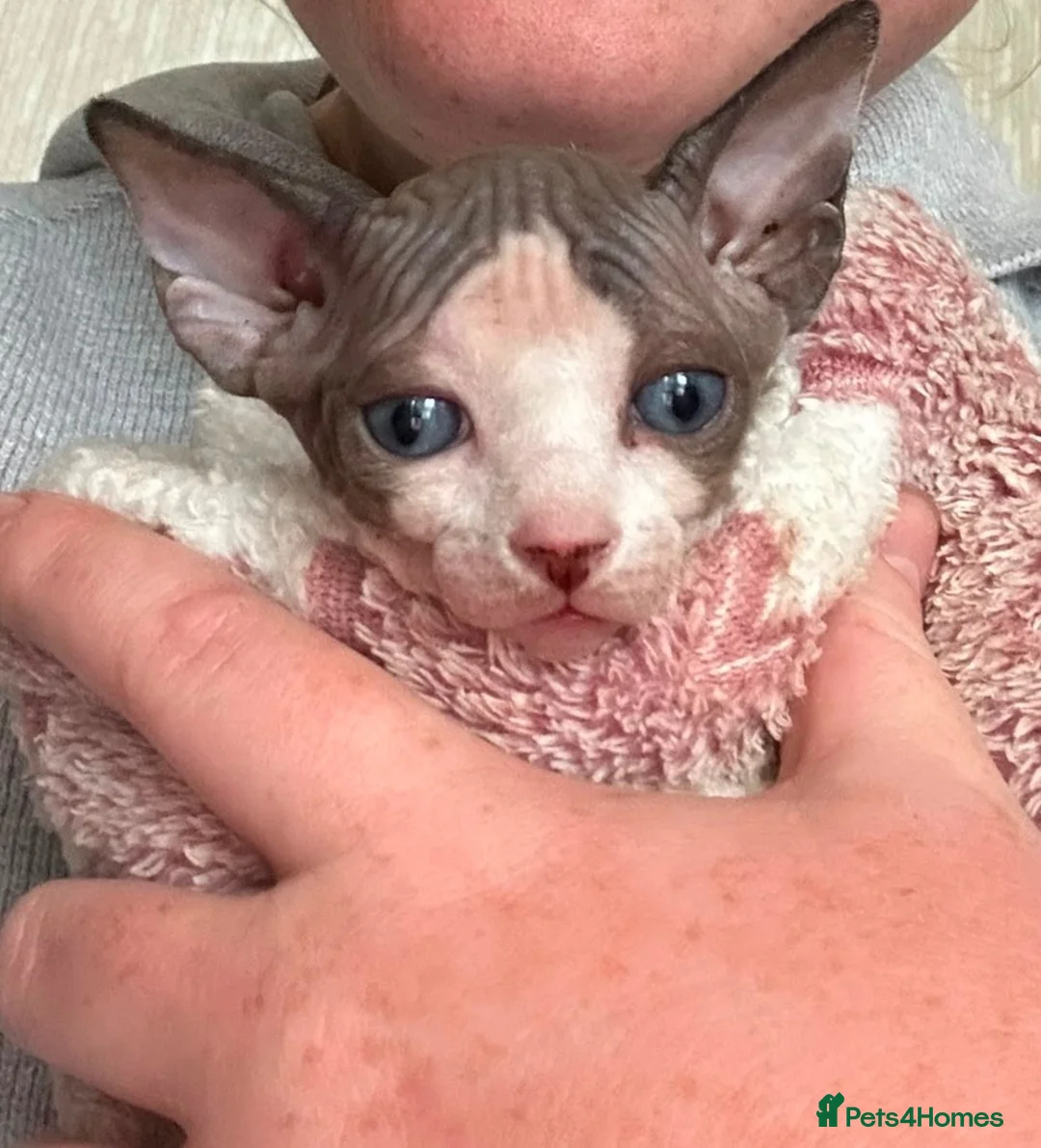 Sphynx cats for sale: Gorgeous male Sphynx kittens for sale  in Liverpool - Advert 9
