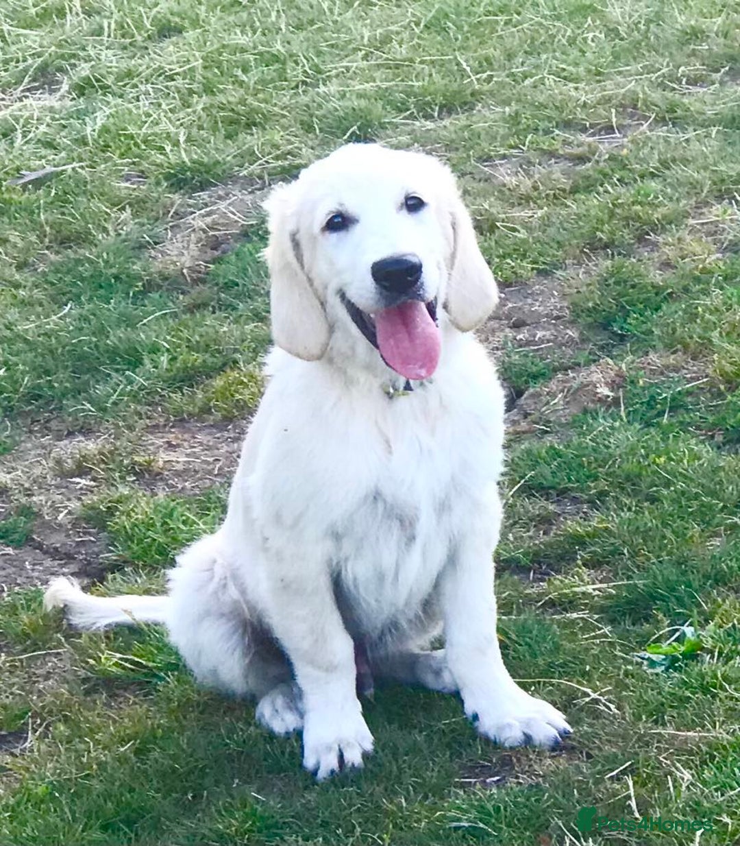 Golden Retriever dogs for sale: Fully vaccinated championline puppies- ready now in London - Image 1