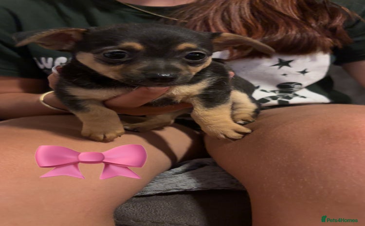 Mixed Breed dogs - Advert 1