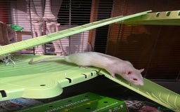 Rat rodents for sale: 2 male rats  - Image 5