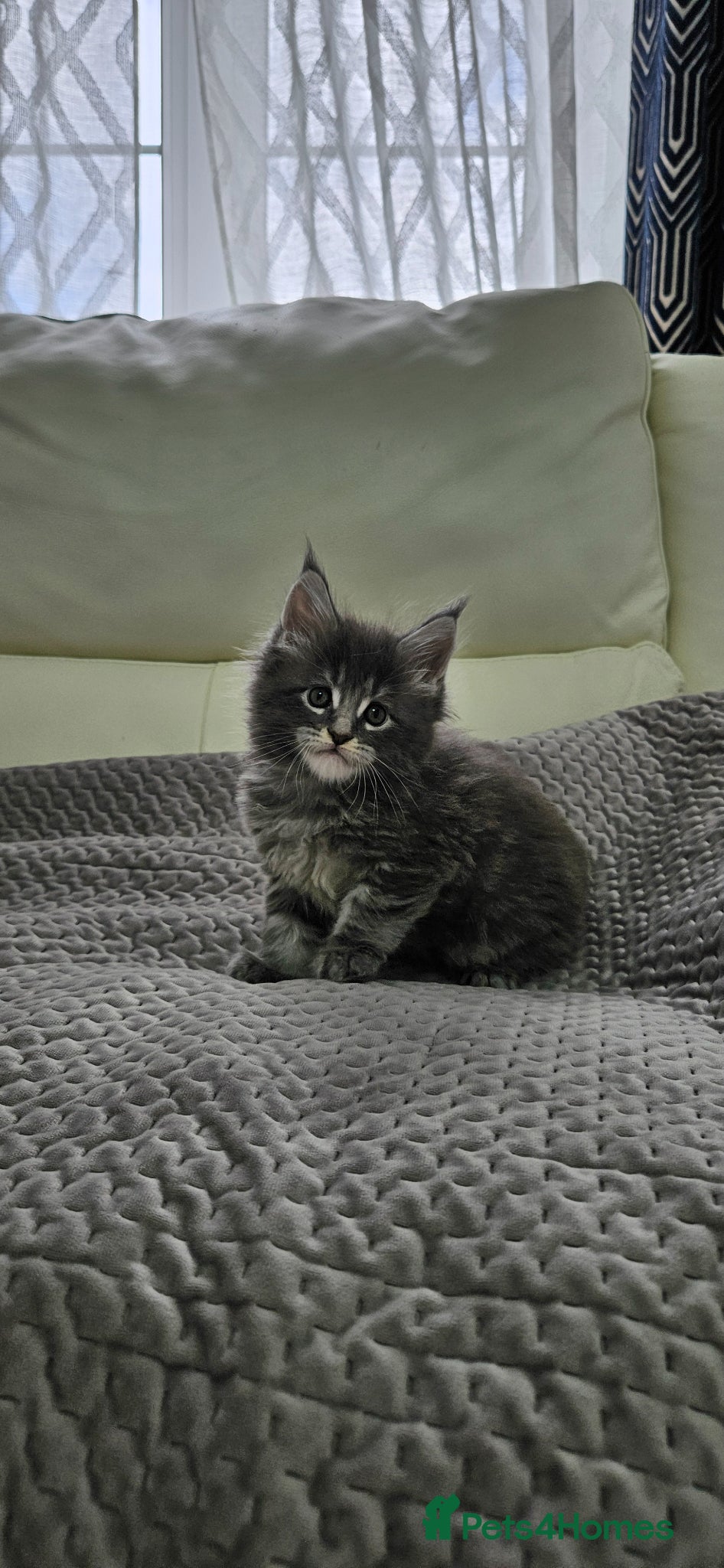 Maine Coon cats for sale: Giant Maine Coon  - Advert 8