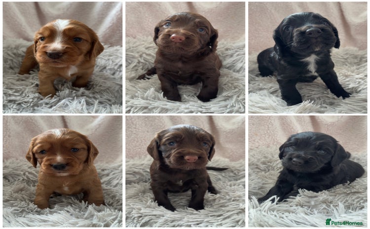 Cocker Spaniel dogs - Advert 1