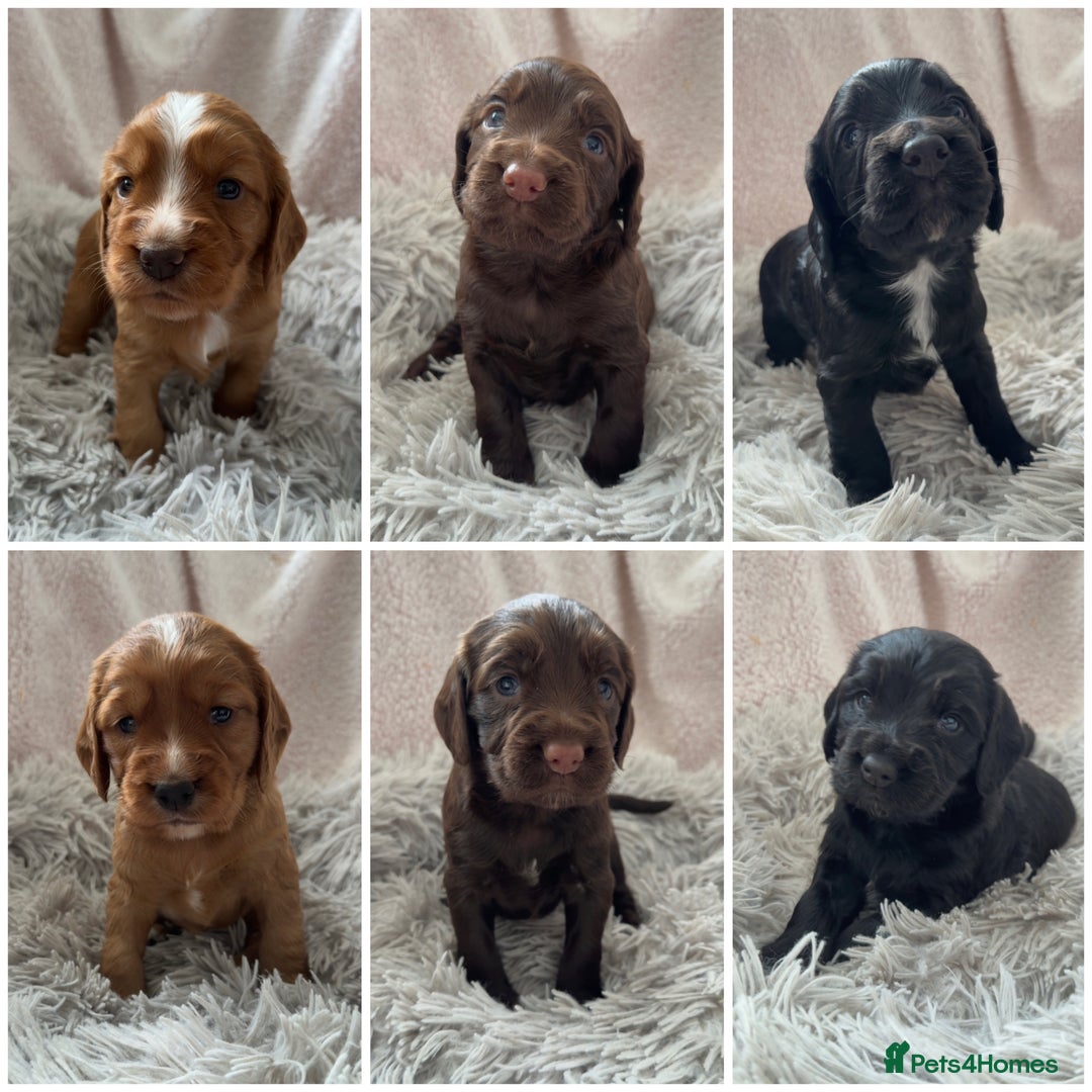 Cocker Spaniel dogs for sale: Cocker spaniel puppies - Image 1