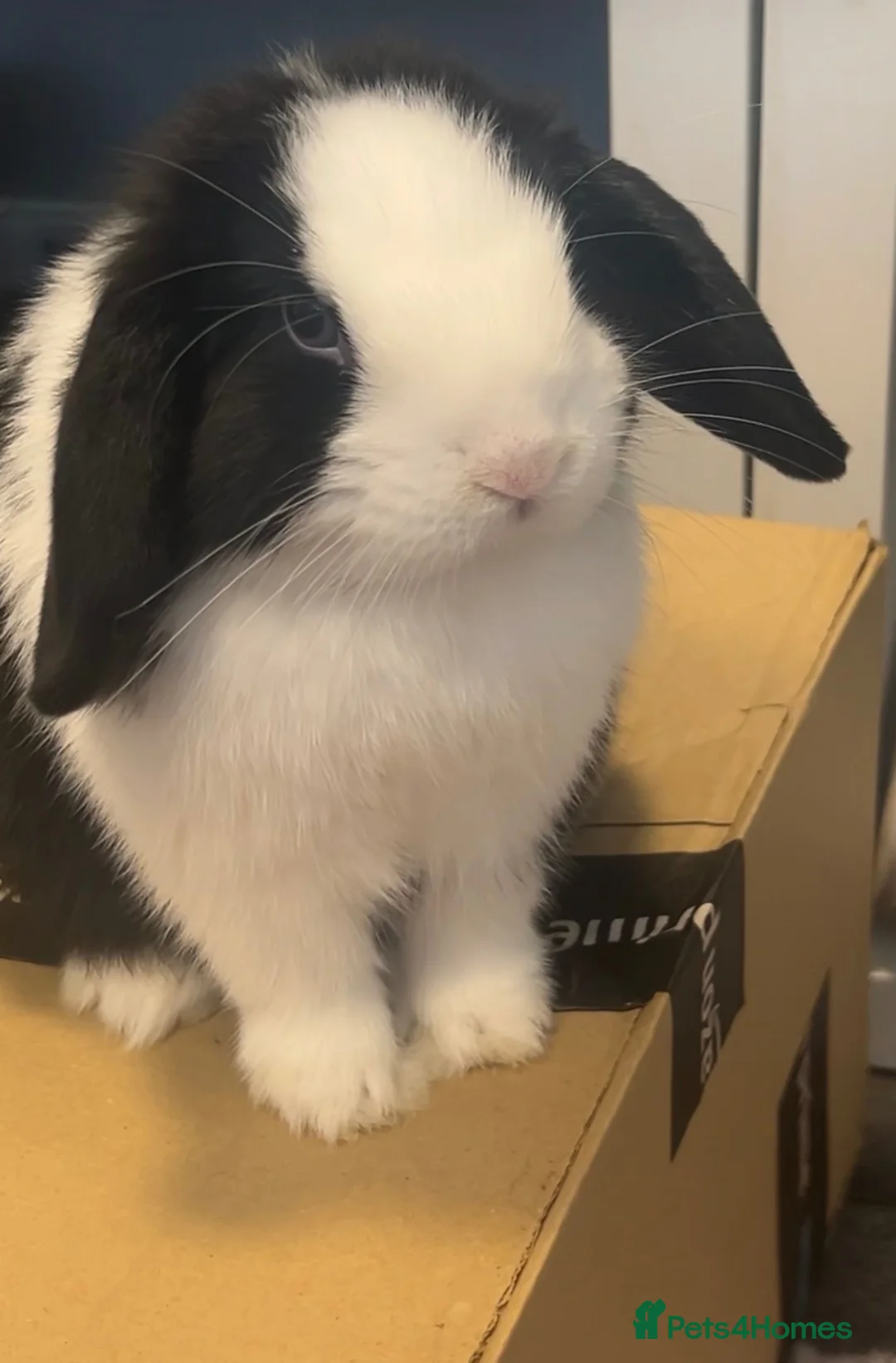 Mini Lop rabbits for sale: Looking for a new home for my beautiful girl  in Pontypool - Advert 2