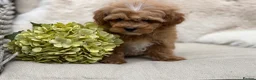 Mixed Breed dogs for sale: Exquisite litter of CAVAPOOCHONS ready now  - Advert 14
