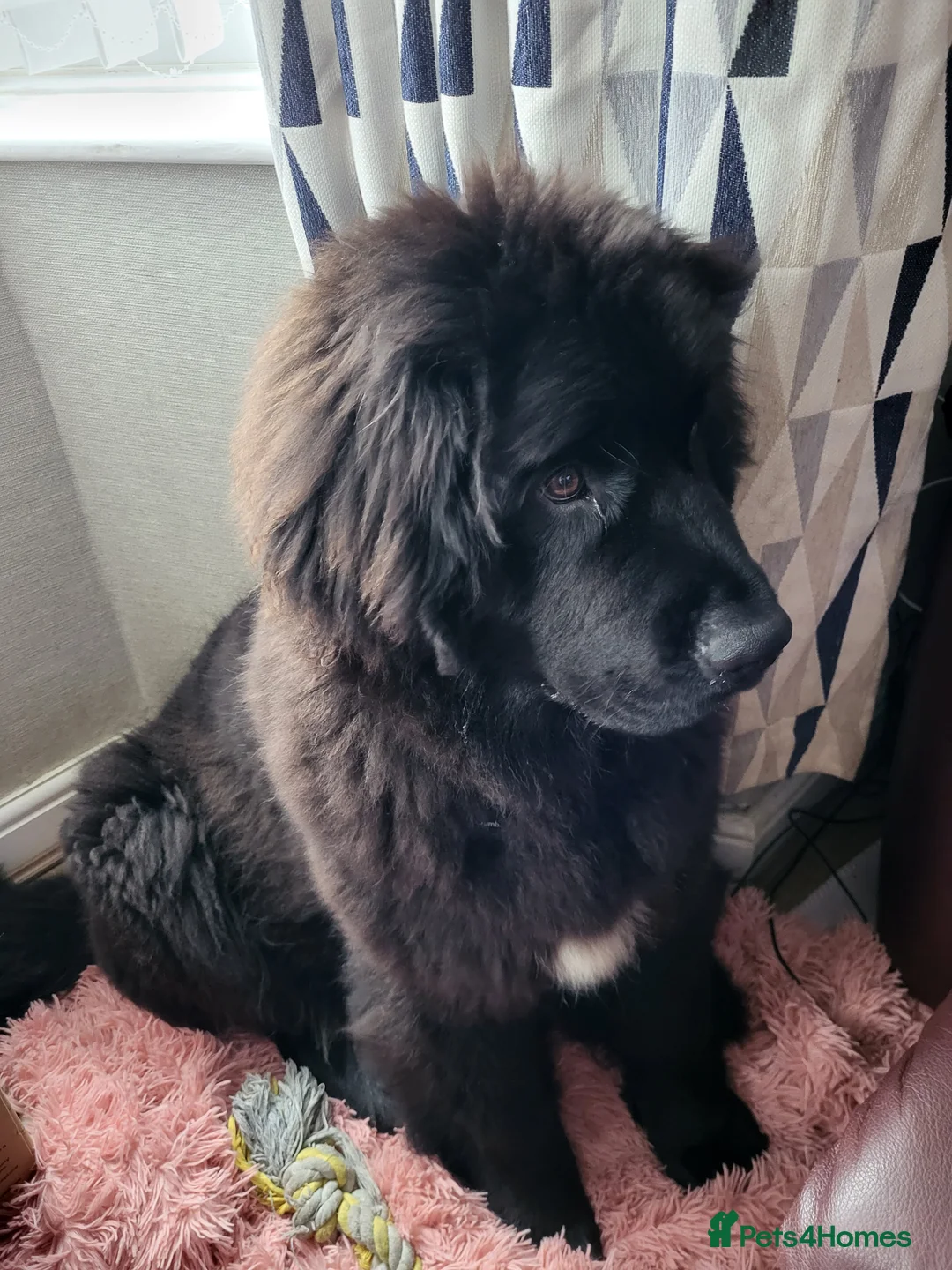 Newfoundland dogs for sale: Newfoundland female  - Advert 2