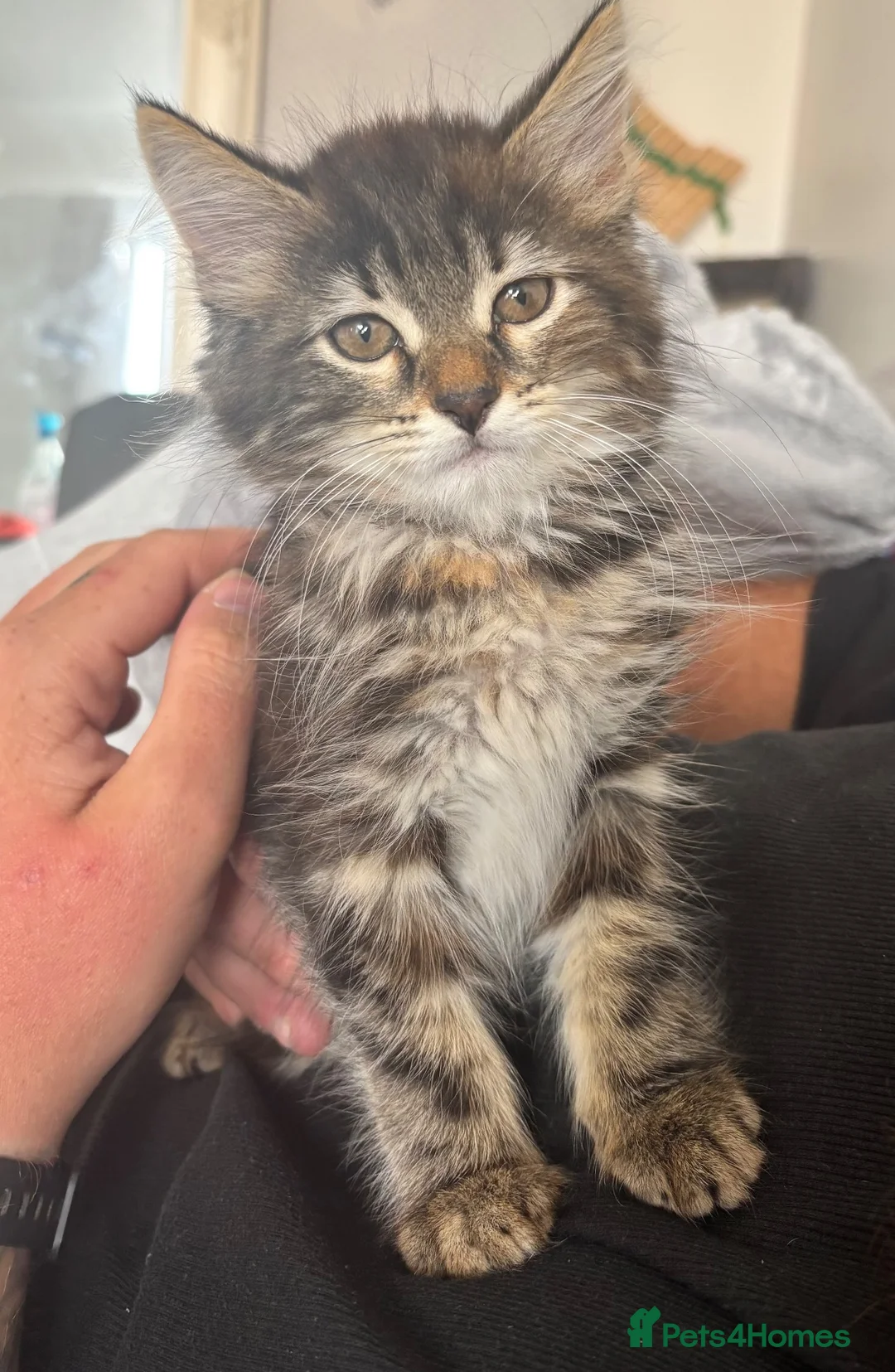 Mixed Breed cats for sale: Fluffy Male Kitten ready for his forever home - Advert 12