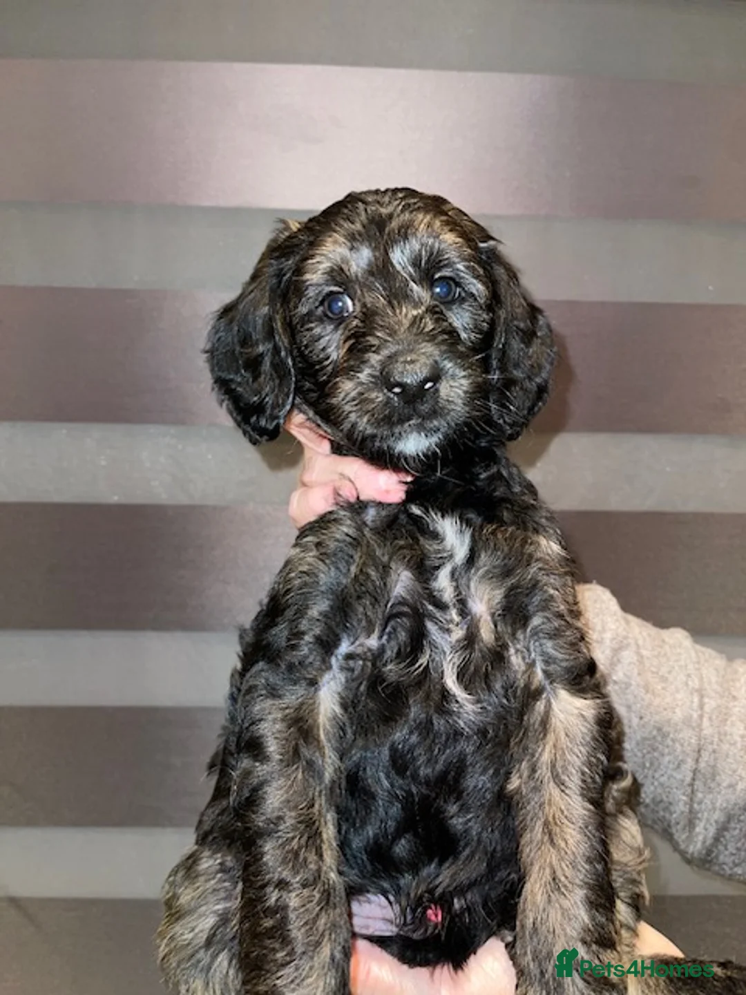 Cockapoo dogs for sale: For sale cockapoos - Advert 5