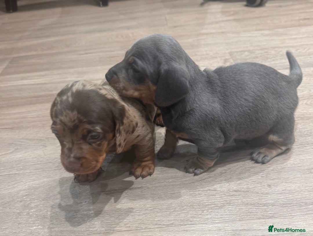 Dachshund dogs for sale: Dachshund puppies for sale  - Advert 2